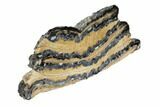 Mammoth Molar Slice With Case - South Carolina #99534-2
